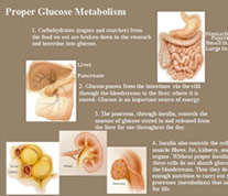 Proper Glucose Metabolism