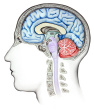 Brain